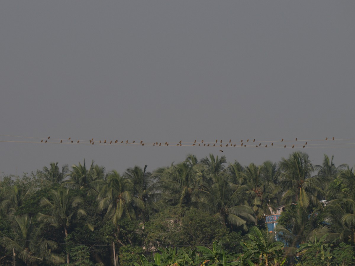 Baya Weaver - ML644870358