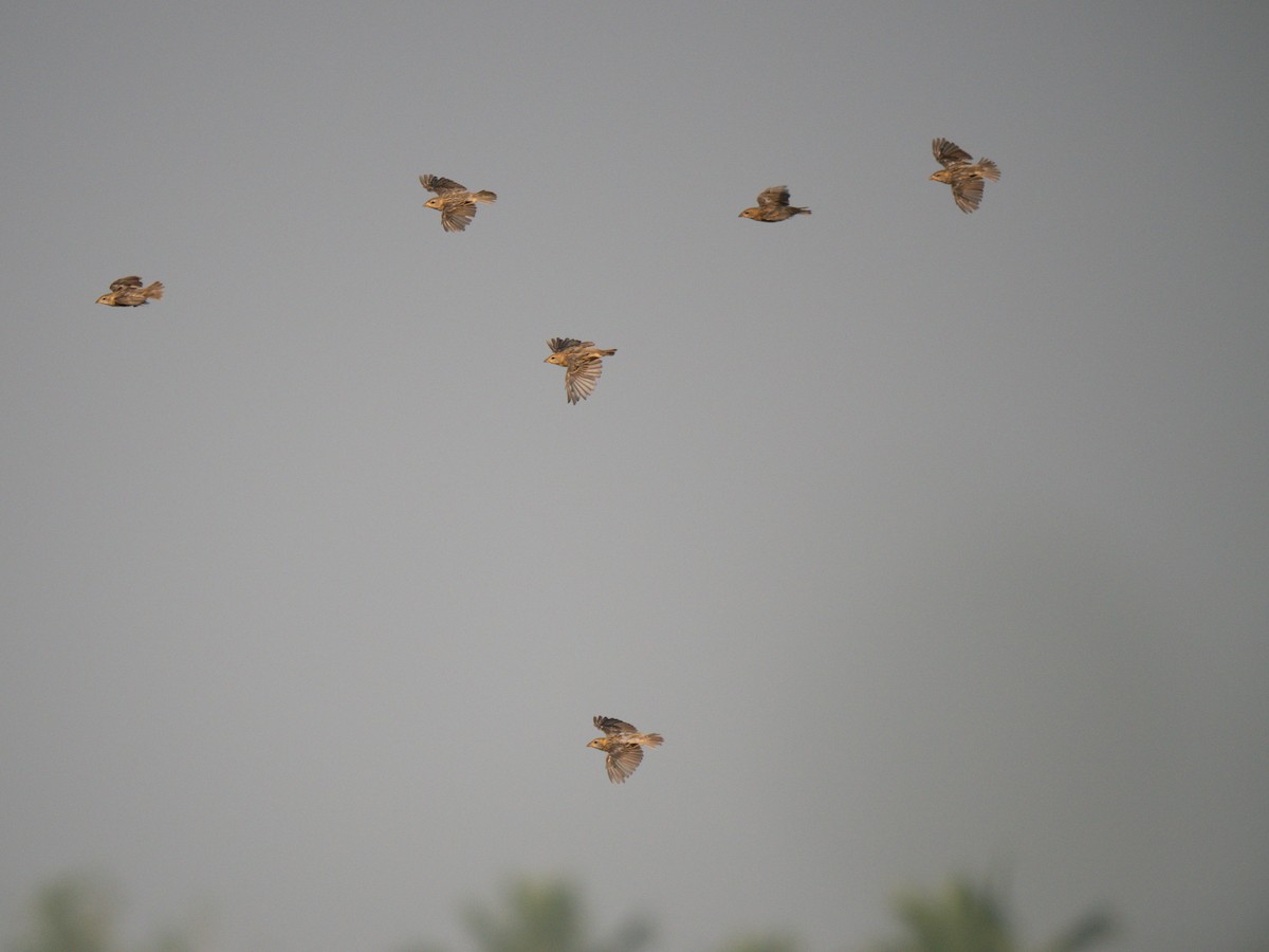 Baya Weaver - ML644870359