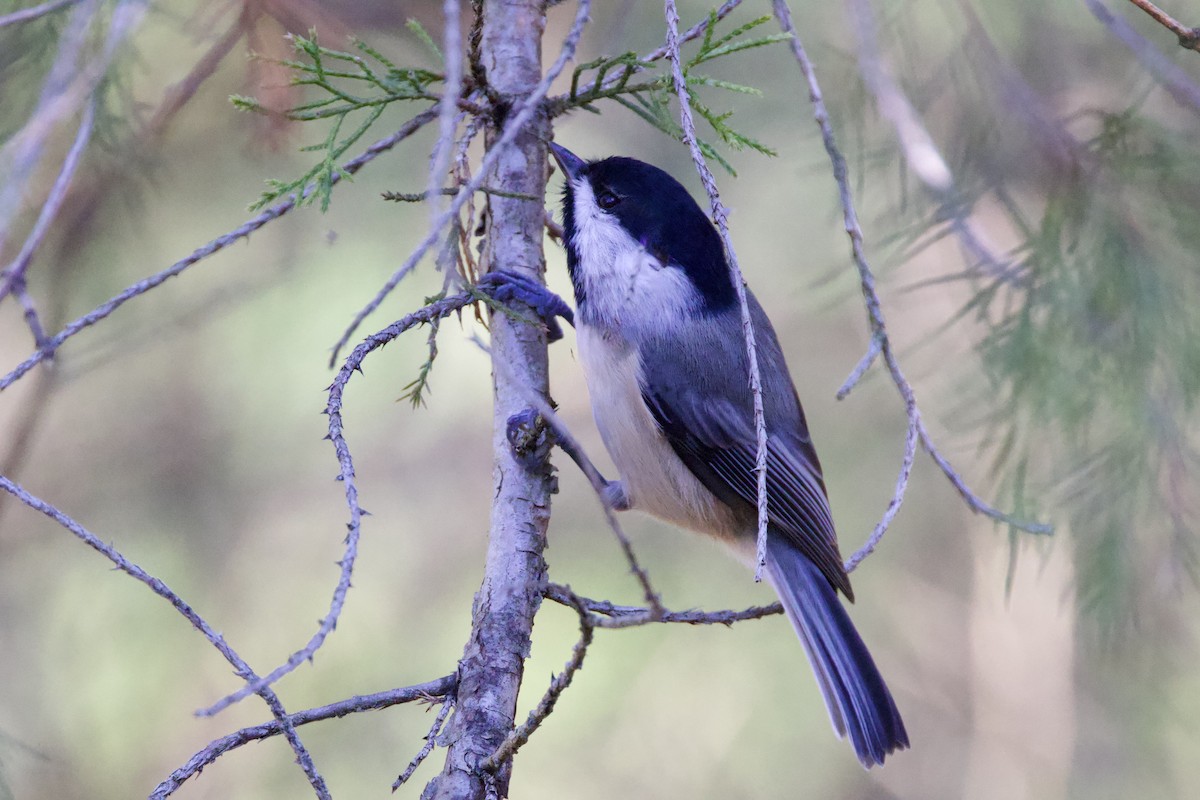 Carolina Chickadee - ML644870360