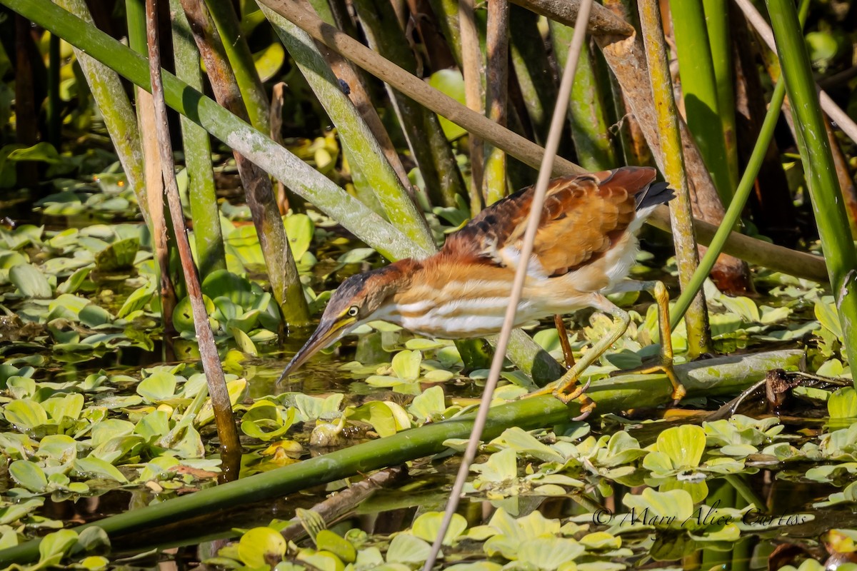 Least Bittern - ML644870369