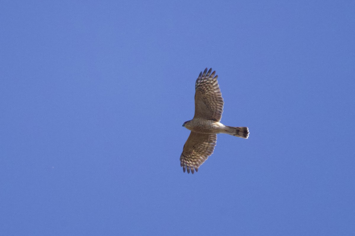 Cooper's Hawk - ML644870382