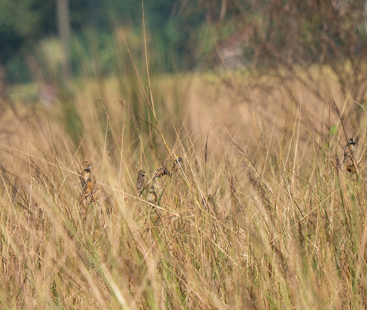 Black-breasted Weaver - ML644870383