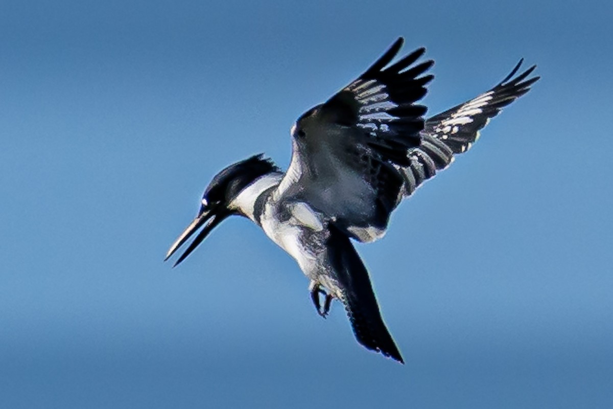 Martin handi iparramerikarra - ML644870385