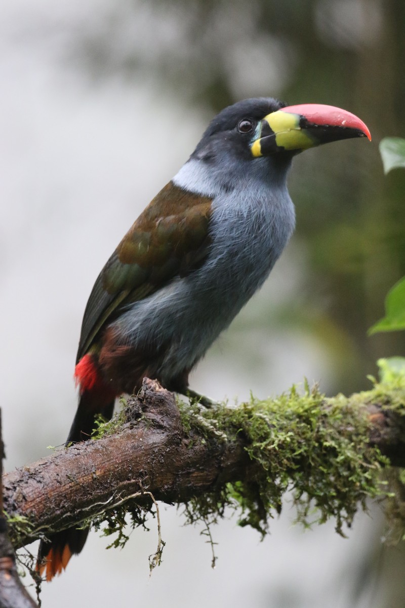 Blautukan - ML644870389