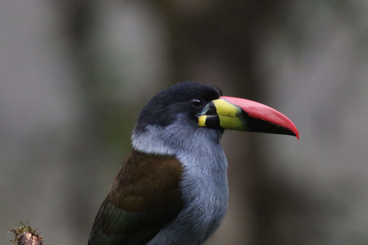 Blautukan - ML644870390