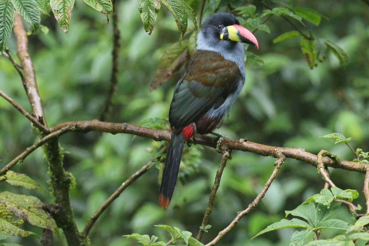 Blautukan - ML644870391