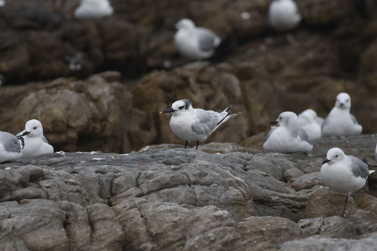 Sandwich Tern (Eurasian) - ML644870396