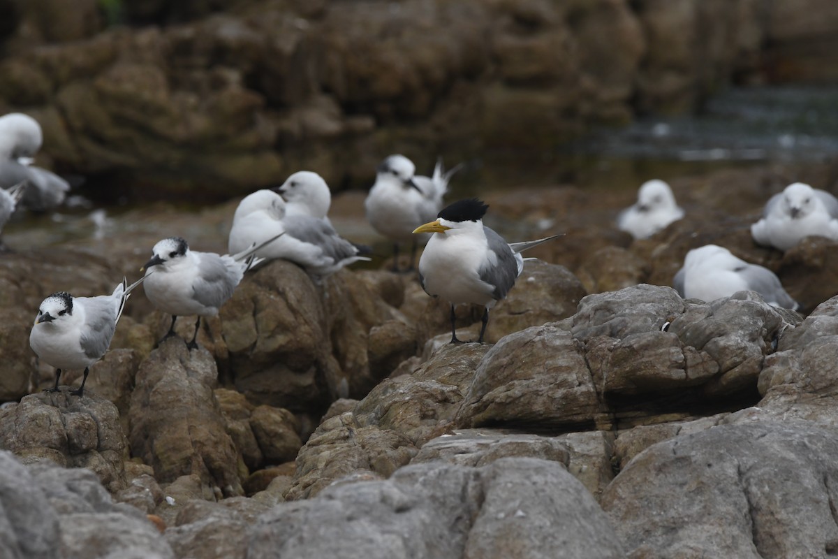 Great Crested Tern - ML644870405