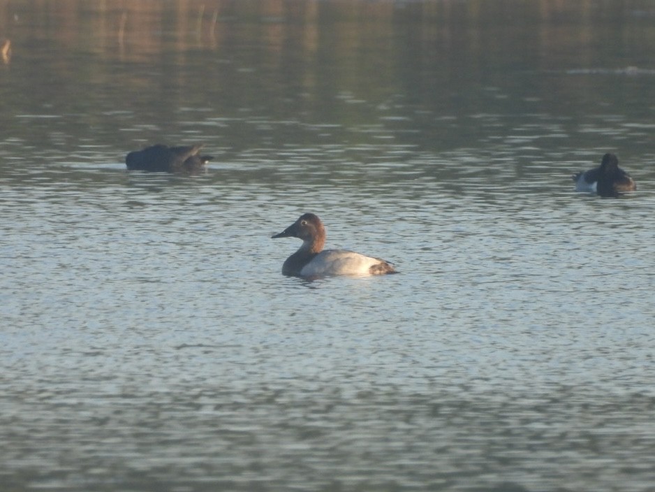 Büyük Elmabaş - ML644870421