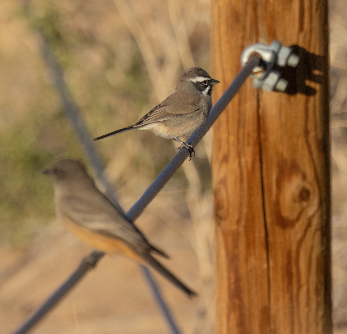 svartstrupespurv - ML644870428