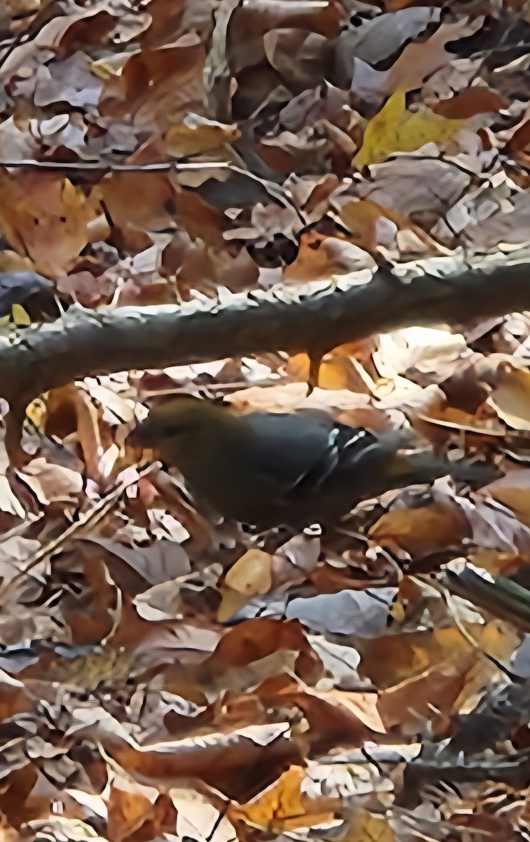 Pine Grosbeak - ML644870430