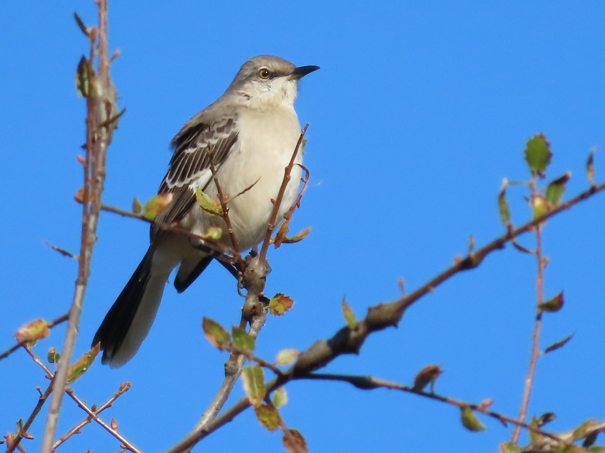 Northern Mockingbird - ML644870431