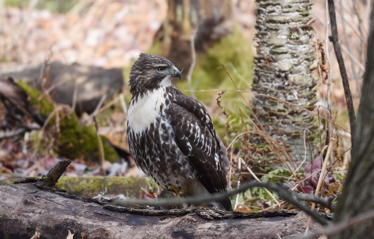 Red-tailed Hawk - ML644870435