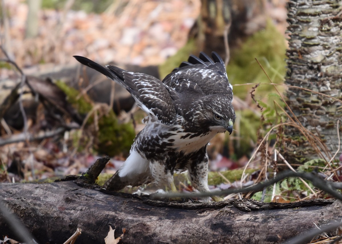 Red-tailed Hawk - ML644870437