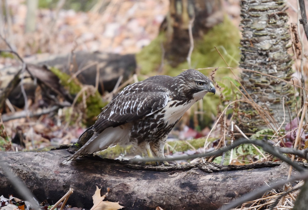 Red-tailed Hawk - ML644870438