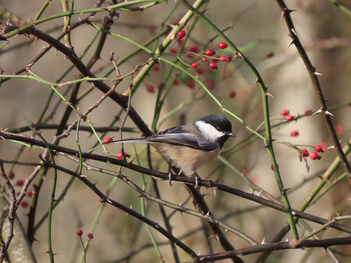 Гаїчка світлокрила - ML644870439