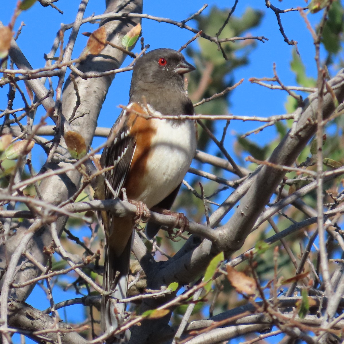 Spotted Towhee - ML644870446