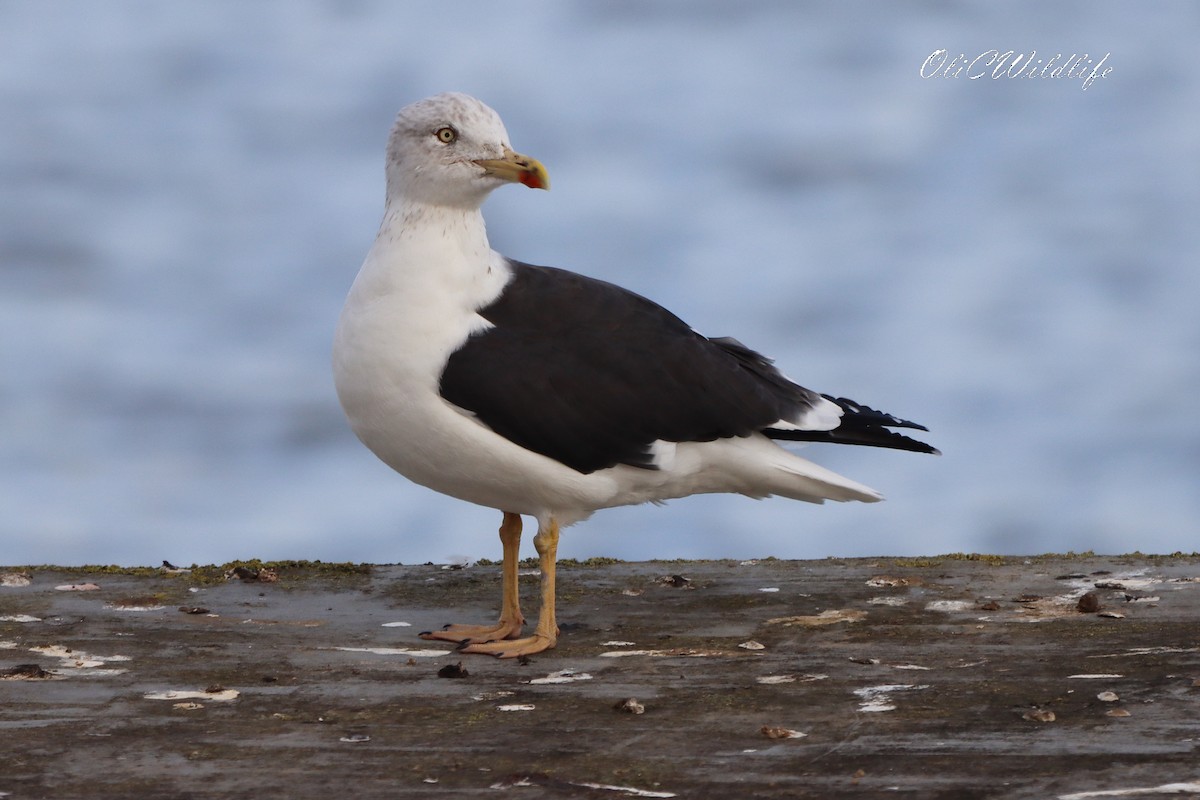 Lesser Black-backed Gull - ML644870474