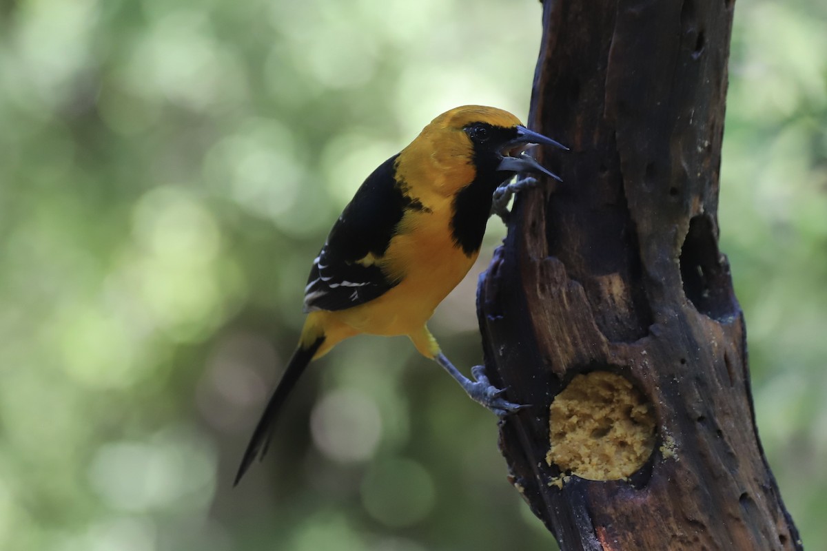 Altamira Oriole - ML644870482