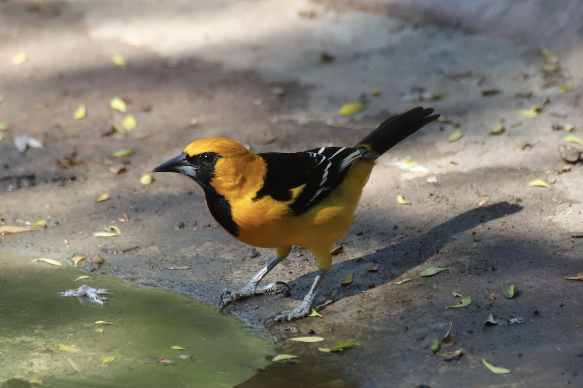 Altamira Oriole - ML644870483
