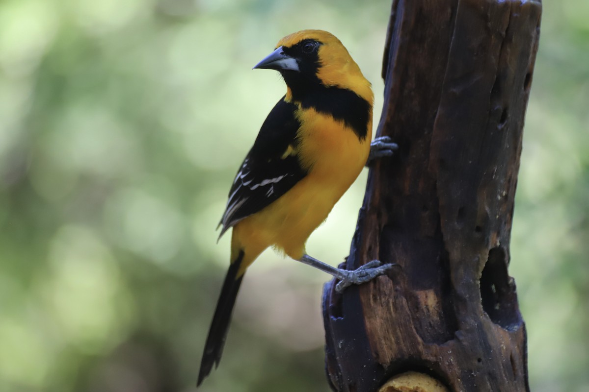 Altamira Oriole - ML644870484