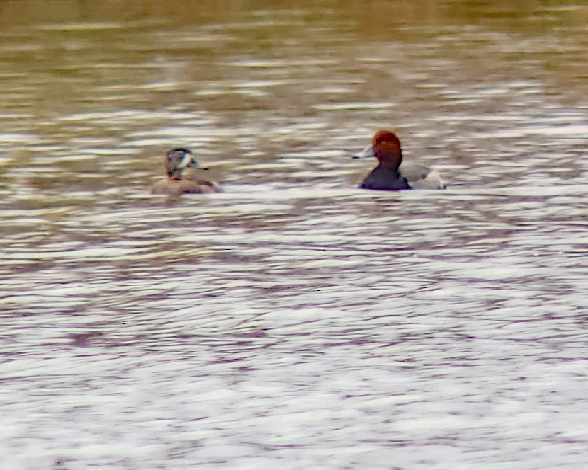 Redhead - ML644870489