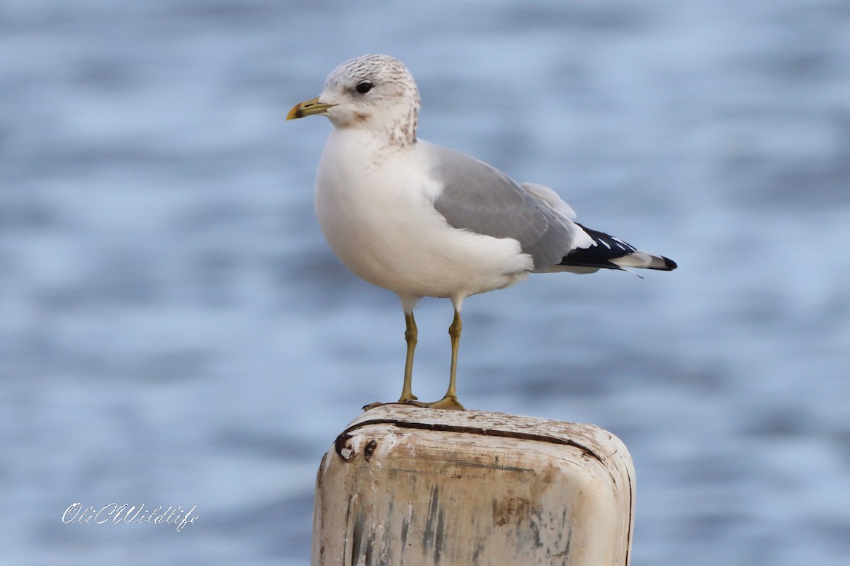 Common Gull - ML644870505