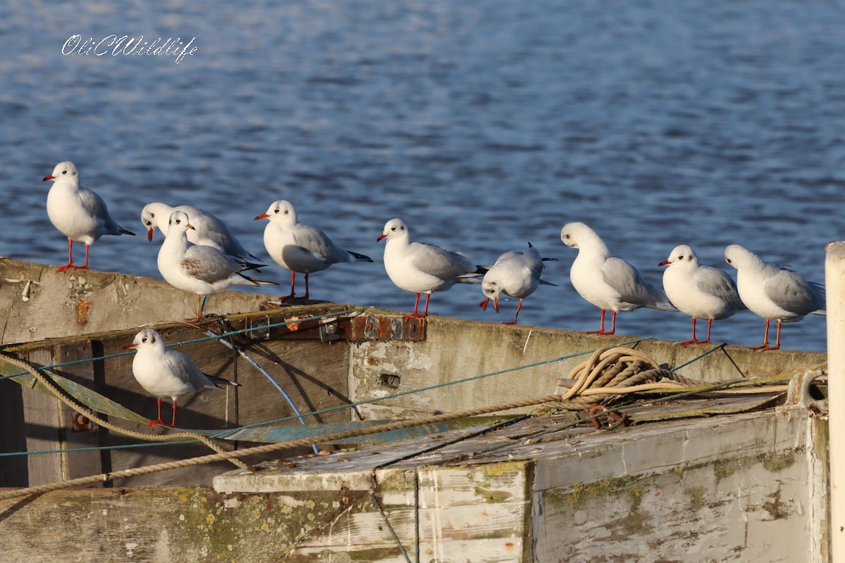 Black-headed Gull - ML644870513
