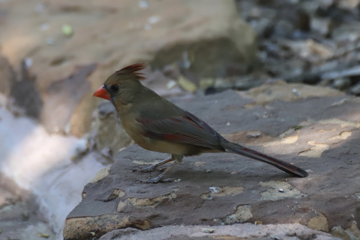 Northern Cardinal - ML644870516