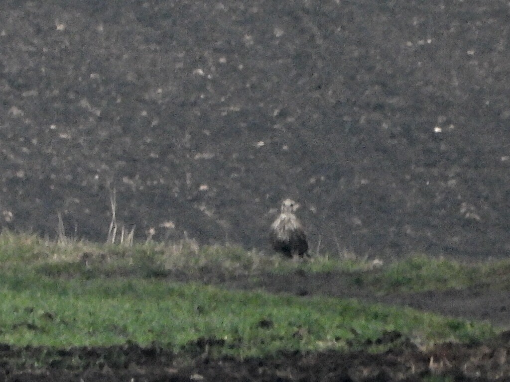 Sakre belatza - ML644870522