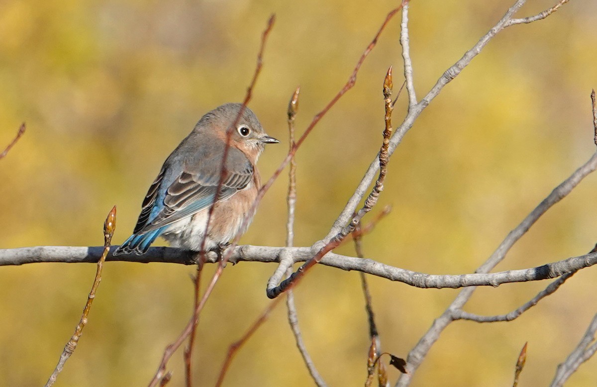 Eastern Bluebird - ML644870526