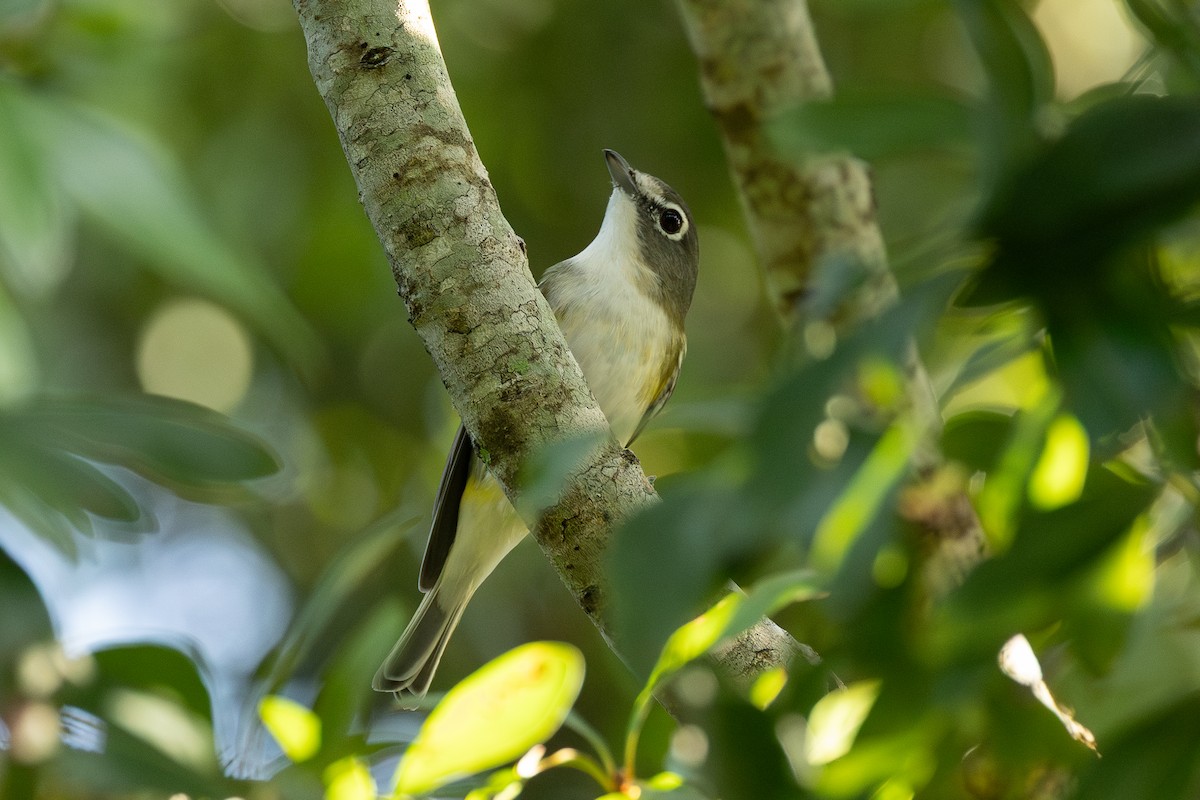 フタスジモズモドキ - ML644870532