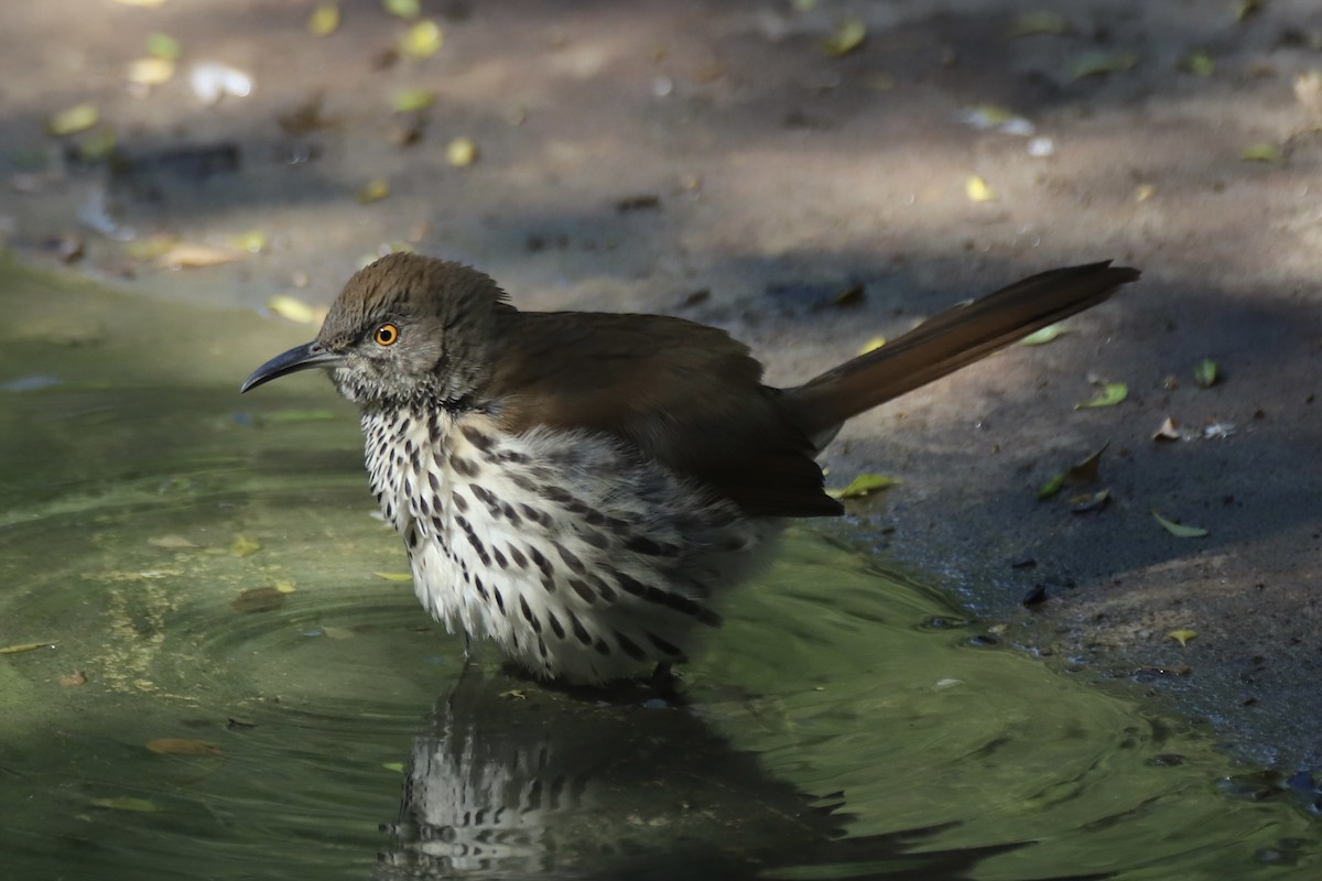 Long-billed Thrasher - ML644870535