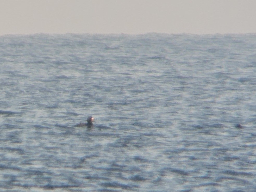 Black Scoter - ML644870547