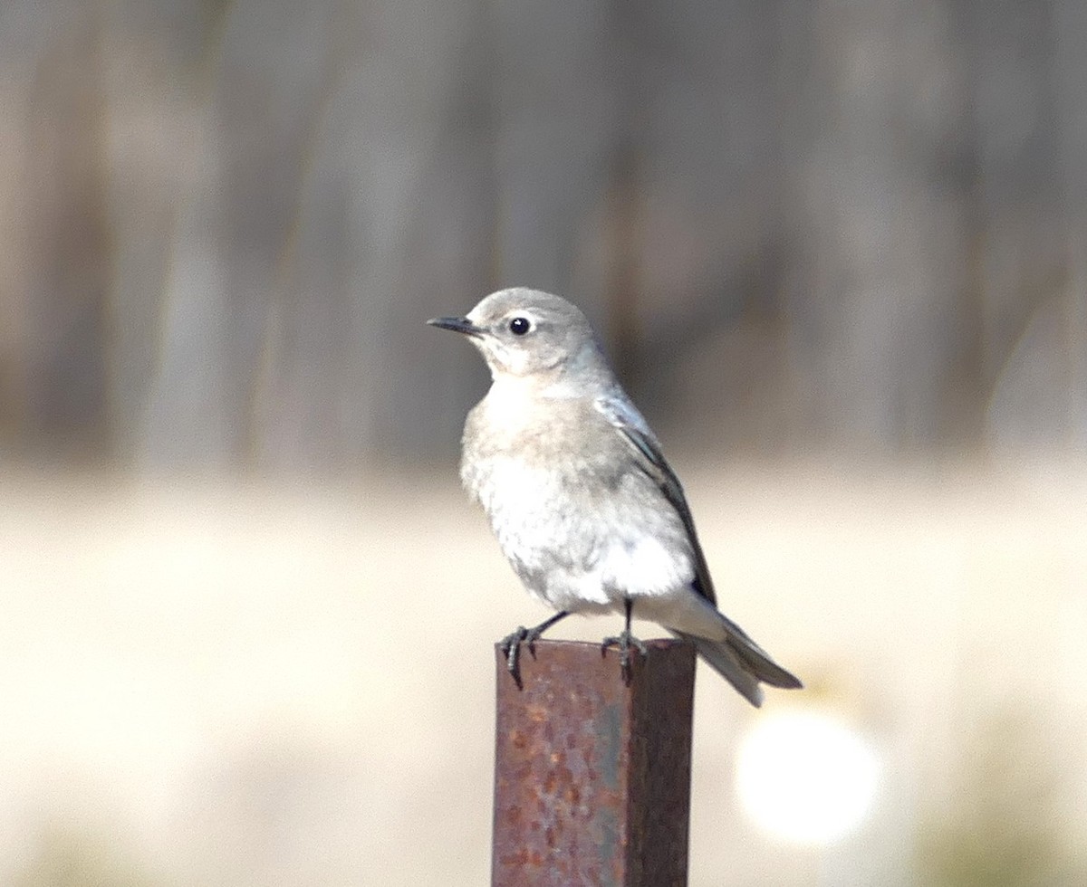 Mountain Bluebird - ML644870567