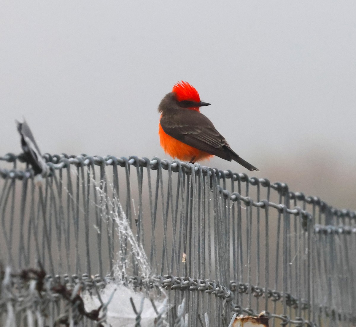 Vermilion Flycatcher - ML644870569