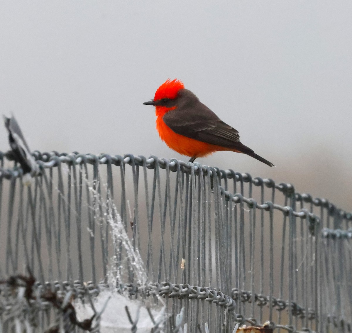 Vermilion Flycatcher - ML644870570