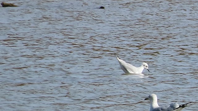 Bonaparte's Gull - ML644870578