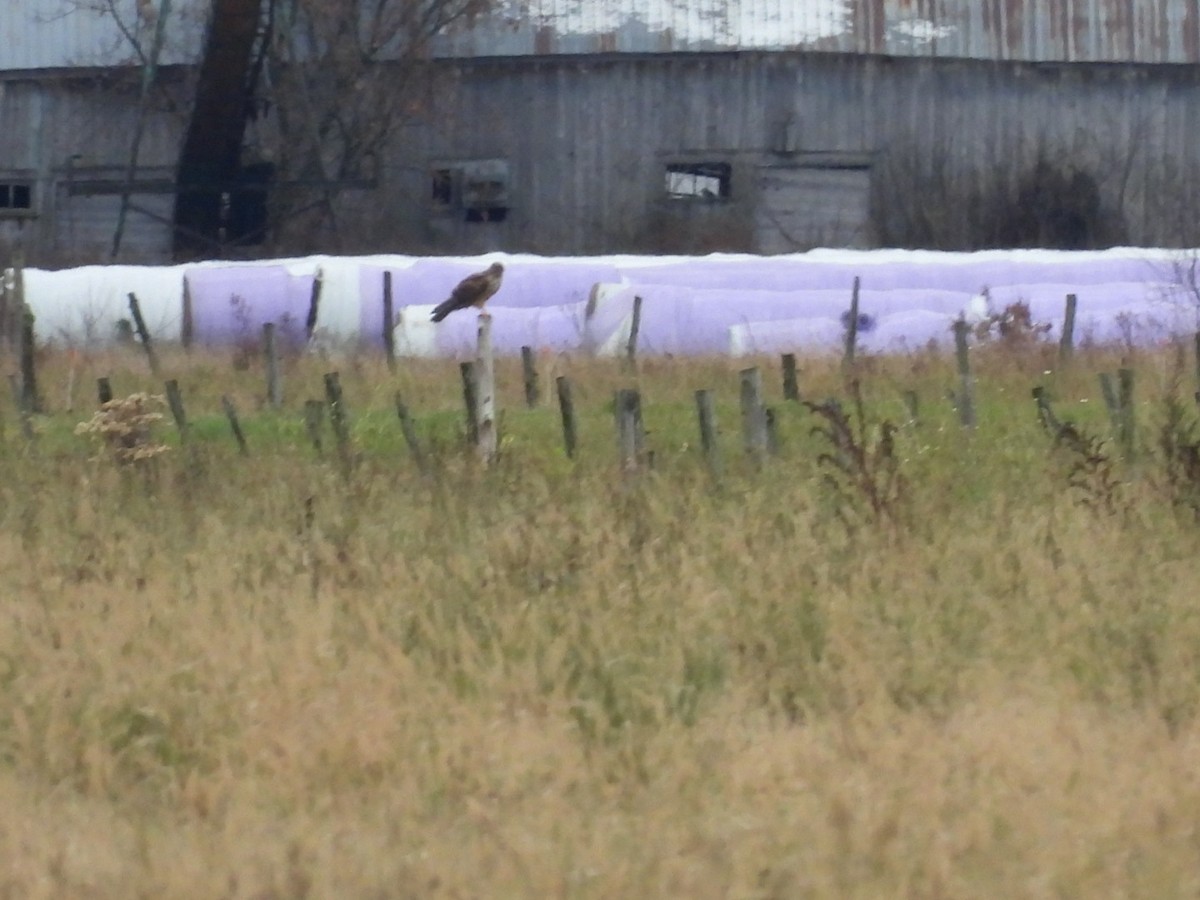 Американский лунь - ML644870609