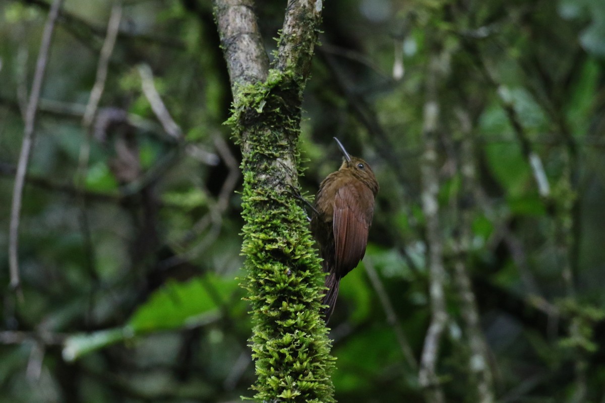 Дятловый древолаз - ML644870612