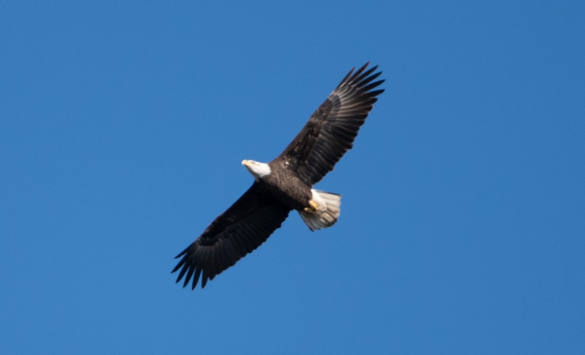 Орлан білоголовий - ML644870618