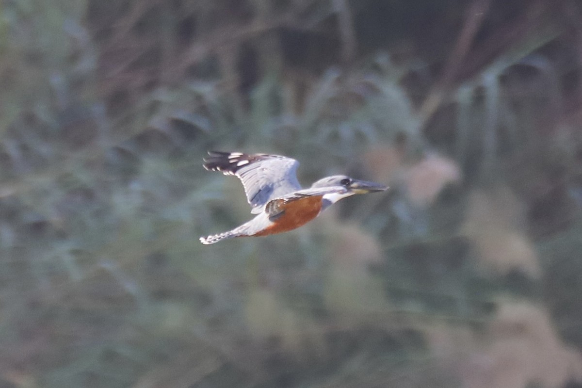 Ringed Kingfisher - ML644870627