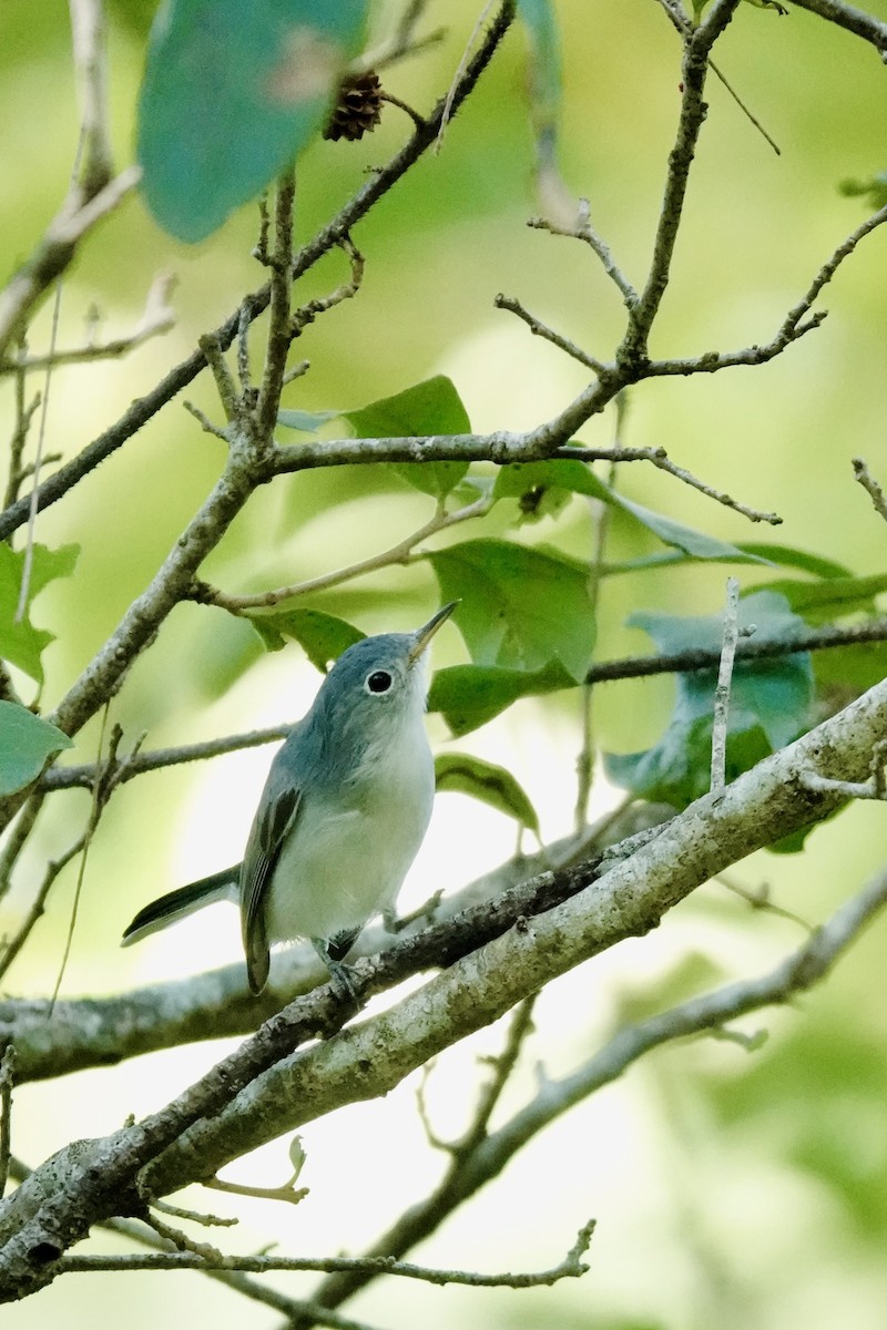 Голубая комароловка - ML644870661