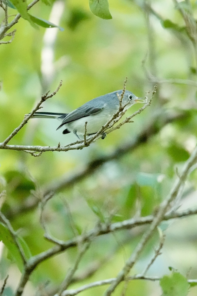 Голубая комароловка - ML644870662