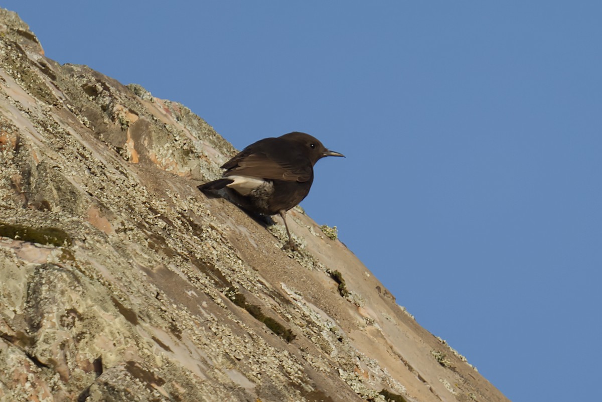 クロサバクヒタキ - ML644870671