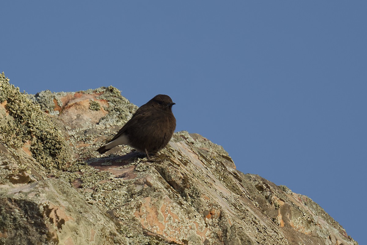 クロサバクヒタキ - ML644870672