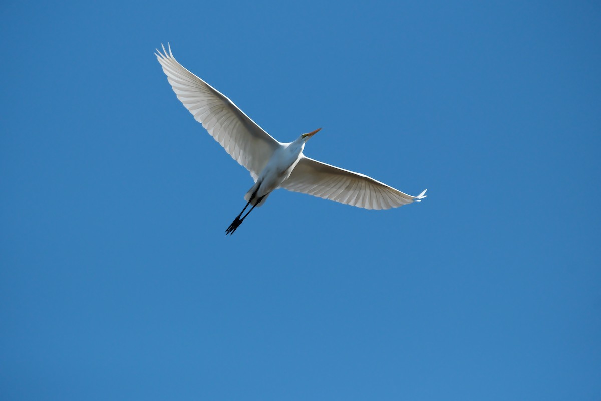 Great Egret - ML644870679