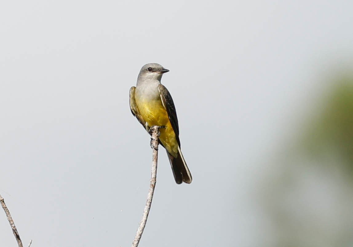 Западный тиранн - ML644870685