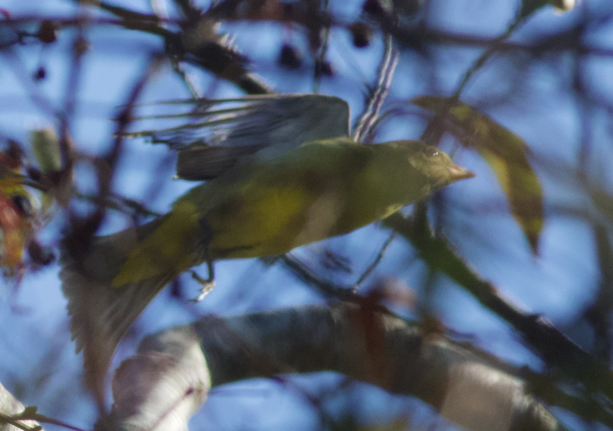 Western Tanager - ML644870688