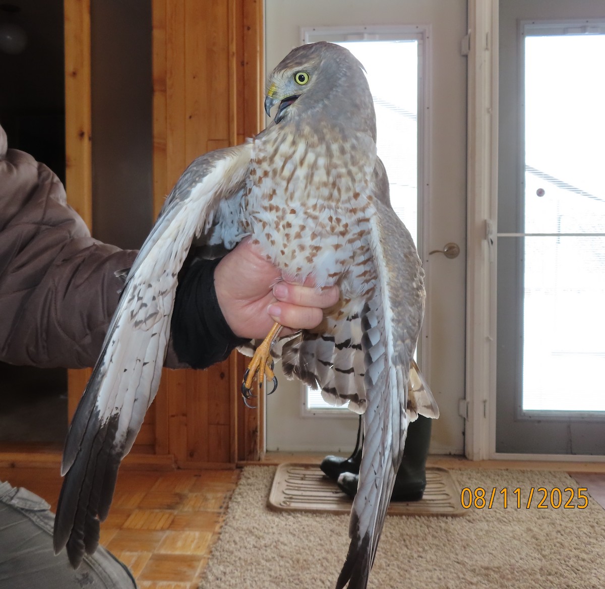 Американский лунь - ML644870695